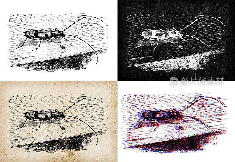 古董动物插图:Rosalia天牛(Rosalia alpina)或高山长角甲虫
